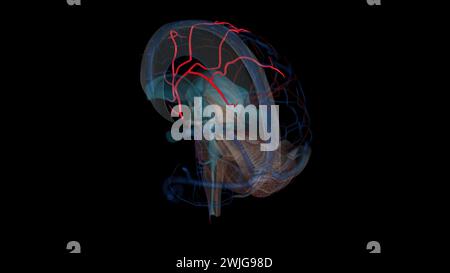 The anterior cerebral artery is the terminal branch of the communicating segment (C7) of the internal carotid artery 3d illustration Stock Photo