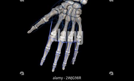 The palmar (volar) digital veins on each finger are connected to the dorsal digital veins by oblique intercapitular veins 3d illustration Stock Photo