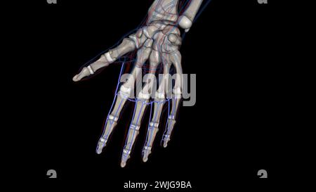 The palmar (volar) digital veins on each finger are connected to the ...