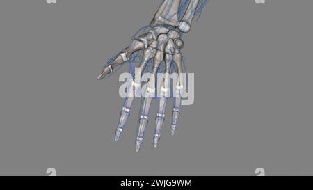 The palmar (volar) digital veins on each finger are connected to the dorsal digital veins by oblique intercapitular veins 3d illustration Stock Photo