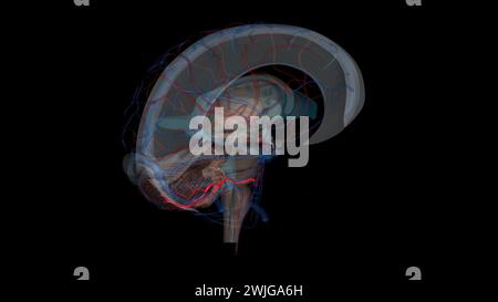 Anterior inferior cerebellar artery 3d illustration Stock Photo - Alamy