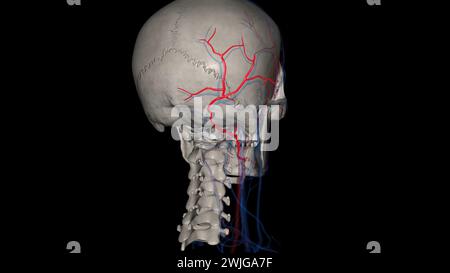 The occipital artery is a branch of the external carotid artery that provides arterial supply to the back of the scalp, sternocleidomastoid muscles 3d Stock Photo