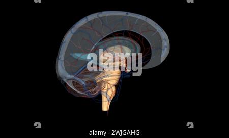 The brainstem is the structure that connects the cerebrum of the brain ...