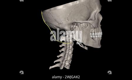 The third occipital nerve is the superficial medial branch of C3 dorsal ...