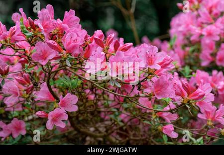 Exotic Bush of Flowers Rhododendron with Rain Drops on the Lilac Petals on green background. Stock Photo