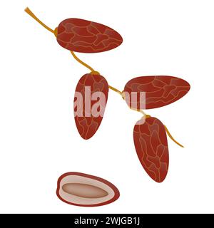 Dates fruit on a branch isolated on white background. Stock Vector