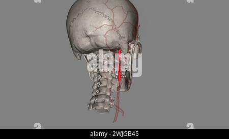 The occipital artery is a branch of the external carotid artery that provides arterial supply to the back of the scalp, sternocleidomastoid muscles 3d Stock Photo