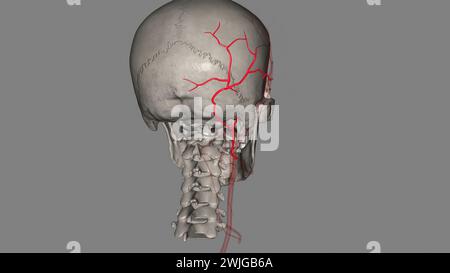 The occipital artery is a branch of the external carotid artery that provides arterial supply to the back of the scalp, sternocleidomastoid muscles 3d Stock Photo