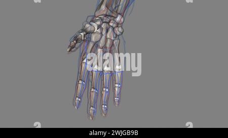 The palmar (volar) digital veins on each finger are connected to the dorsal digital veins by oblique intercapitular veins 3d illustration Stock Photo