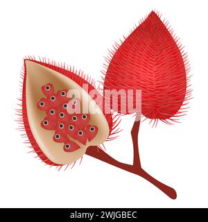 Bixa orellana or anatto fruits with seeds isolated on white. Stock Vector
