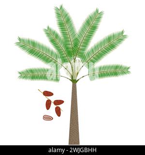 Date palm with flowers and fruits on a white background. Stock Vector