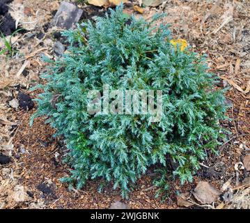 Dwarf evergreen conifer Sawara cypress or Chamaecyparis pisifera, variety Blue Moon - ornamental plant with blue-gray and green needles, round shape o Stock Photo