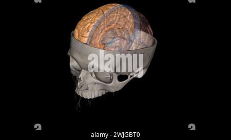 The right cerebral hemisphere controls movement of the left side of the ...