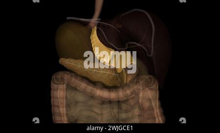 The lesser omentum is the double layer of peritoneum that extends from the liver to the lesser curvature of the stomach . Stock Photo