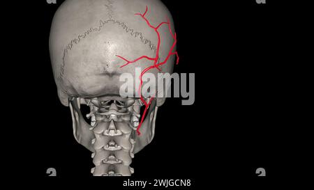 The occipital artery is a branch of the external carotid artery that provides arterial supply to the back of the scalp, sternocleidomastoid muscles 3d Stock Photo