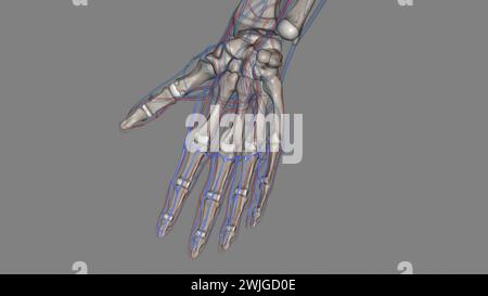 The palmar (volar) digital veins on each finger are connected to the dorsal digital veins by oblique intercapitular veins 3d illustration Stock Photo