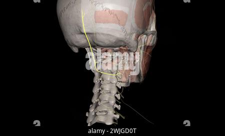 The third occipital nerve is the superficial medial branch of C3 dorsal ...