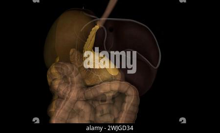 The lesser omentum is the double layer of peritoneum that extends from the liver to the lesser curvature of the stomach . Stock Photo