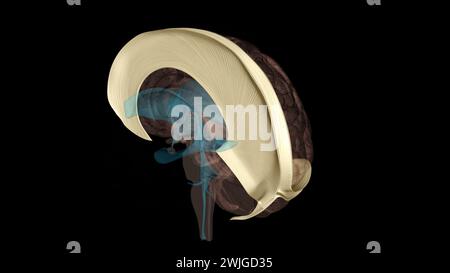 The falx cerebri and tentorium cerebelli are thin dural structures ...