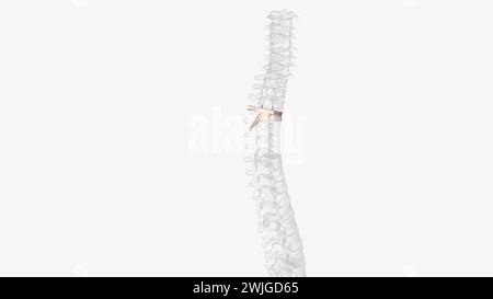 The T4 vertebra is the fourth thoracic vertebra that makes up the middle segment of spinal column of the human body  3d illustration Stock Photo