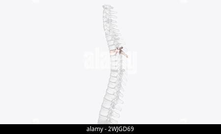 The T4 vertebra is the fourth thoracic vertebra that makes up the middle segment of spinal column of the human body  3d illustration Stock Photo