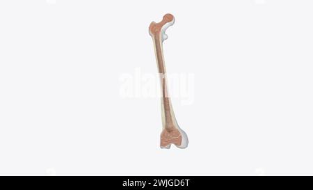 The inside of your bones are filled with a soft tissue called marrow  3d illustration Stock Photo