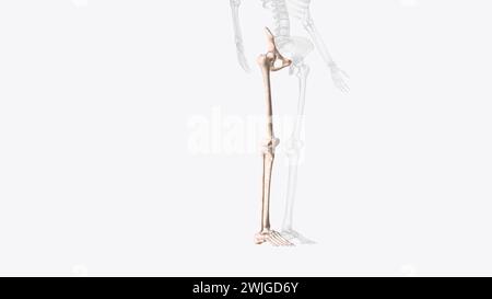 Bones of right Iower limb  3d illustration Stock Photo