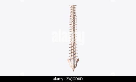 The vertebral column is a series of approximately 33 bones called ...