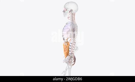 The axial connective tissue system is a fiber continuum of the lung that maintains alveolar surface area during changes in lung volume 3d illustration Stock Photo