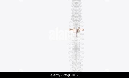 Third thoracic vertebrae (T3): The thoracic spinal nerve 3 passes ...