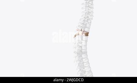 Third thoracic vertebrae (T3): The thoracic spinal nerve 3 passes ...