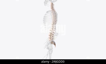 The vertebral column is a series of approximately 33 bones called ...