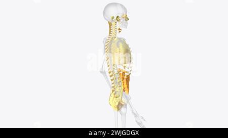 The axial connective tissue system is a fiber continuum of the lung that maintains alveolar surface area during changes in lung volume 3d illustration Stock Photo