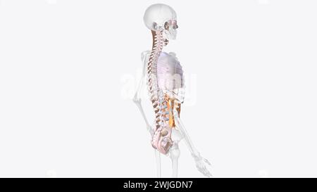 The axial connective tissue system is a fiber continuum of the lung that maintains alveolar surface area during changes in lung volume 3d illustration Stock Photo