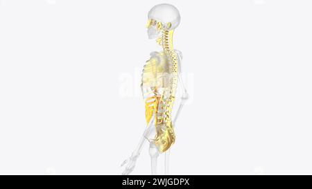 The axial connective tissue system is a fiber continuum of the lung that maintains alveolar surface area during changes in lung volume 3d illustration Stock Photo