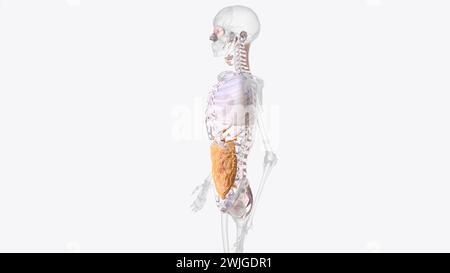 The axial connective tissue system is a fiber continuum of the lung that maintains alveolar surface area during changes in lung volume 3d illustration Stock Photo