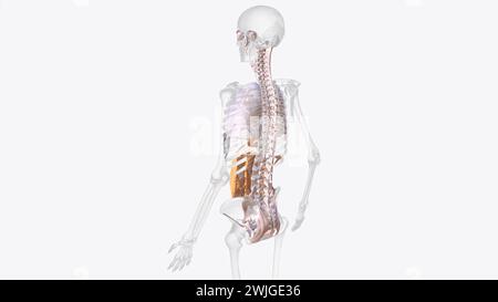 The axial connective tissue system is a fiber continuum of the lung that maintains alveolar surface area during changes in lung volume 3d illustration Stock Photo