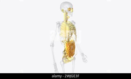 The axial connective tissue system is a fiber continuum of the lung that maintains alveolar surface area during changes in lung volume 3d illustration Stock Photo