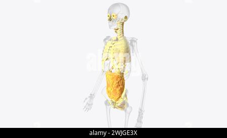 The axial connective tissue system is a fiber continuum of the lung that maintains alveolar surface area during changes in lung volume 3d illustration Stock Photo