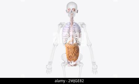 The axial connective tissue system is a fiber continuum of the lung that maintains alveolar surface area during changes in lung volume 3d illustration Stock Photo