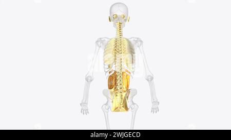 The axial connective tissue system is a fiber continuum of the lung that maintains alveolar surface area during changes in lung volume 3d illustration Stock Photo