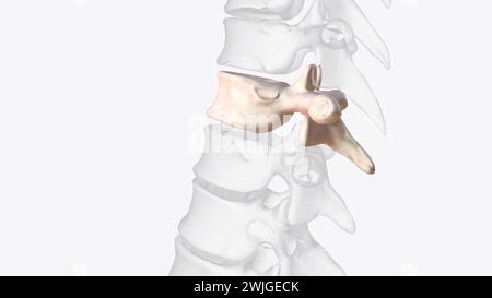 x rays of cervical spine