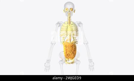 The axial connective tissue system is a fiber continuum of the lung that maintains alveolar surface area during changes in lung volume 3d illustration Stock Photo