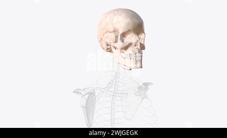 The bones of the skull are 22 bones, organized into a cranial skeleton ...