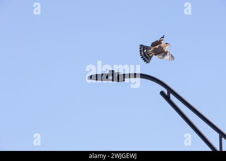 Cooper's hawk taking flight. Stock Photo
