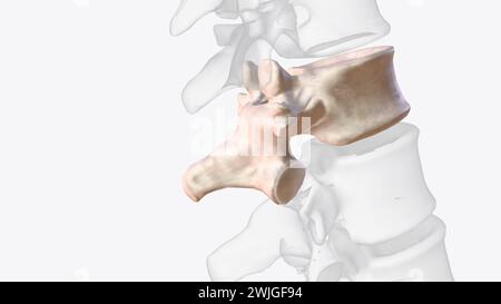 Twelfth thoracic vertebra 3D medical Stock Photo