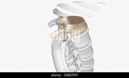 Twelfth thoracic vertebra 3D medical Stock Photo