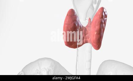 The parathyroid glands lie behind the thyroid 3d illustration Stock Photo