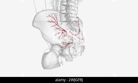 The inferior gluteal artery is a terminal branch of the internal iliac artery supplying the gluteal and thigh regions  3d illustration Stock Photo