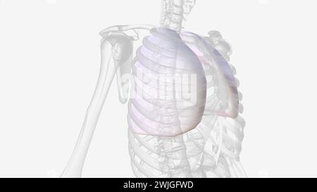 The Parietal Pleura Covers The Internal Surface Of The Thoracic Cavity 